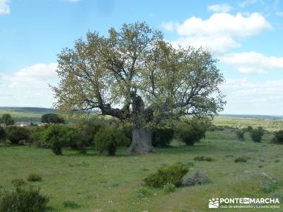 El pinar del Puerto de Navafría;ruta de carlos v;puente de octubre